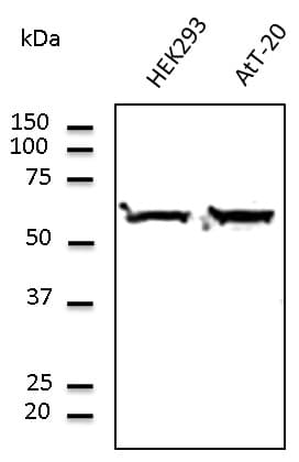 Polyclonal Goat anti-Human TUBA4A / TUBA1 Antibody (C-Terminus, IF, WB)
