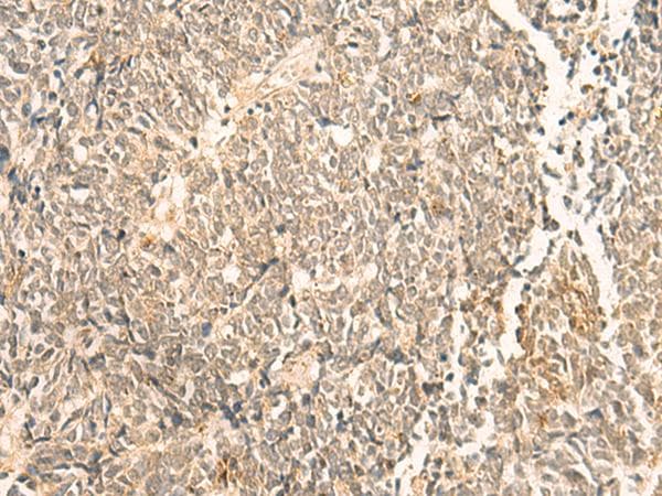 NIP7 Antibody