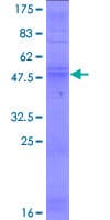 Human OR8B4 Protein (Recombinant GST)