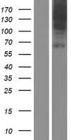 SLC44A4 Protein (Over-Expression Lysate Myc-DDK (Flag))