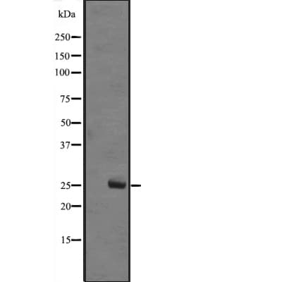 MOB1A Antibody