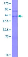 Human PSMB7 Protein (Recombinant GST)