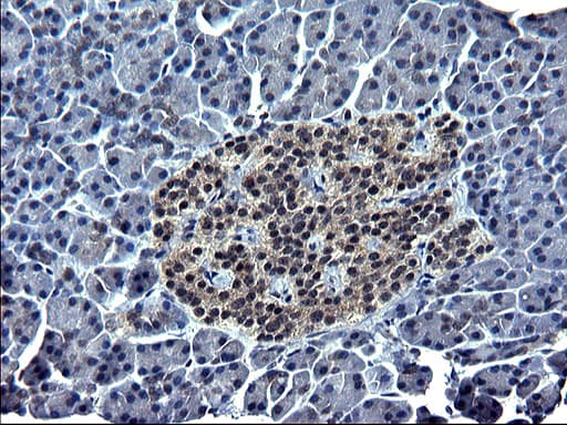 Osteonectin / SPARC Antibody (clone 2B1, Carrier-free)