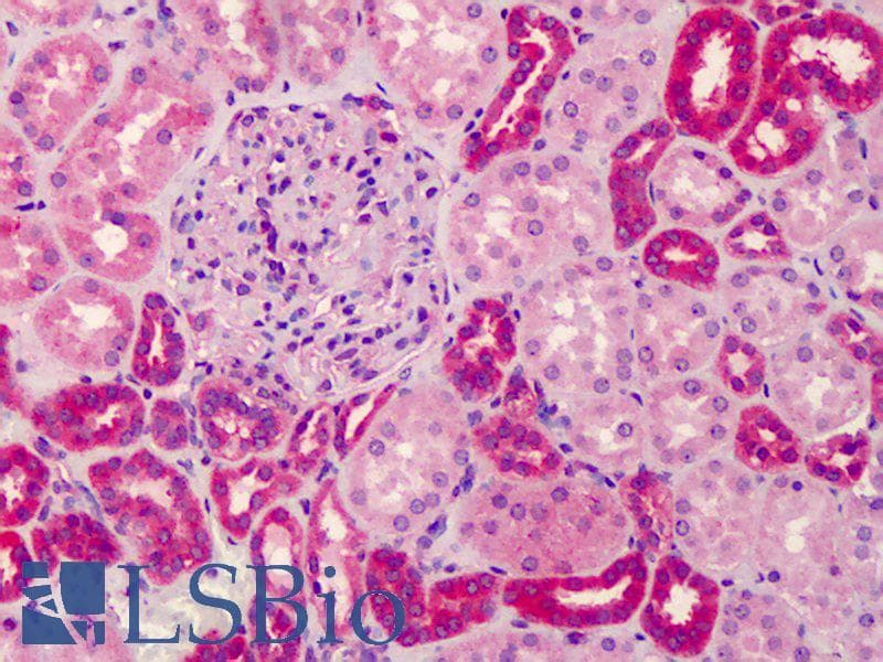 IHC-plus™ GRTP1 Antibody