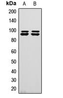 MASTL / GW Antibody (C-Terminus)