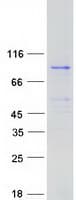 Human ZNF131 Protein (Recombinant Myc-DDK (Flag))
