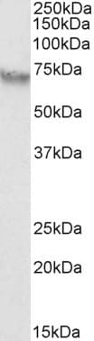 IHC-plus™ Alpha-Fetoprotein Antibody (aa68-82)