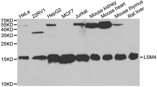 LSM4 Antibody
