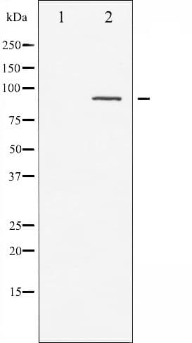 PRKCA / PKC-Alpha Antibody (phospho-Thr497)