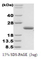 Human dsbA Protein (Recombinant)