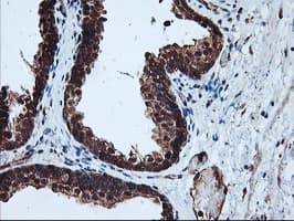 PSMA4 Antibody (clone OTI5D8)