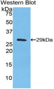 NFKBIZ / IKBZ Antibody (aa422-651, APC, Cy7)