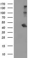 AIPL1 Antibody (clone OTI2D11)