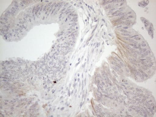Monoclonal Mouse anti-Human NPPB / BNP Antibody (clone OTI11G4, Carrier-free, aa27-102, IHC, WB)