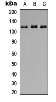 LAMP1 / CD107a Antibody (Internal)