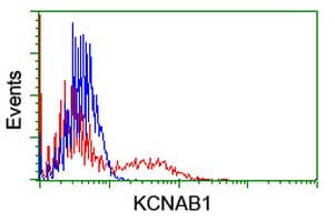 KCNAB1 Antibody (clone OTI1C2)