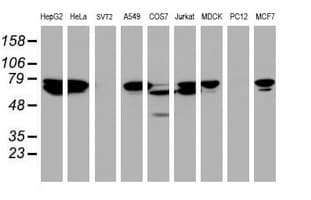 CCDC93 Antibody (clone OTI4A2)