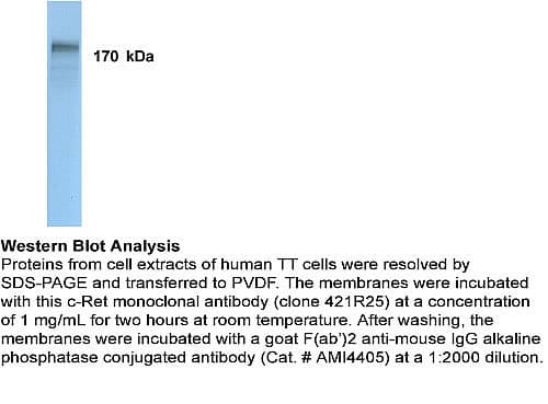 RET Antibody (Extracellular Domain, clone 421R25)