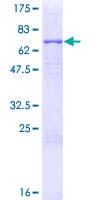 Human LGMN / Legumain Protein (Recombinant GST)