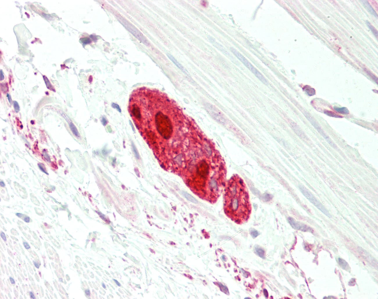 IHC-plus™ DEPTOR / DEPDC6 Antibody