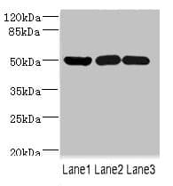 IFRD1 / TIS7 Antibody