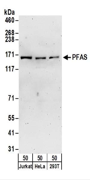 PFAS Antibody (aa1-50)