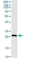 Monoclonal Mouse anti-Human HDDC3 Antibody (clone 7E6, WB)