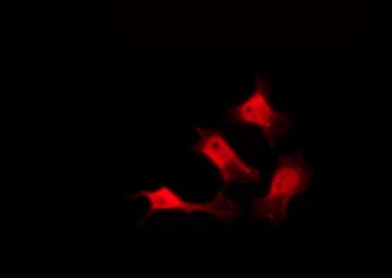 SLC9A1BP / CHP Antibody