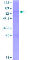 Human B4GALT7 Protein (Recombinant GST)