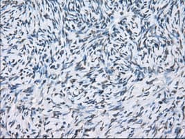 XRCC4 Antibody (clone OTI4H9)