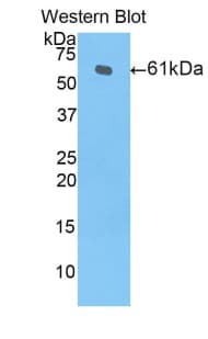 HMOX1 / HO-1 Antibody (aa1-288)