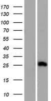 CKLFSF4 / CMTM4 Protein (Over-Expression Lysate Myc-DDK (Flag))