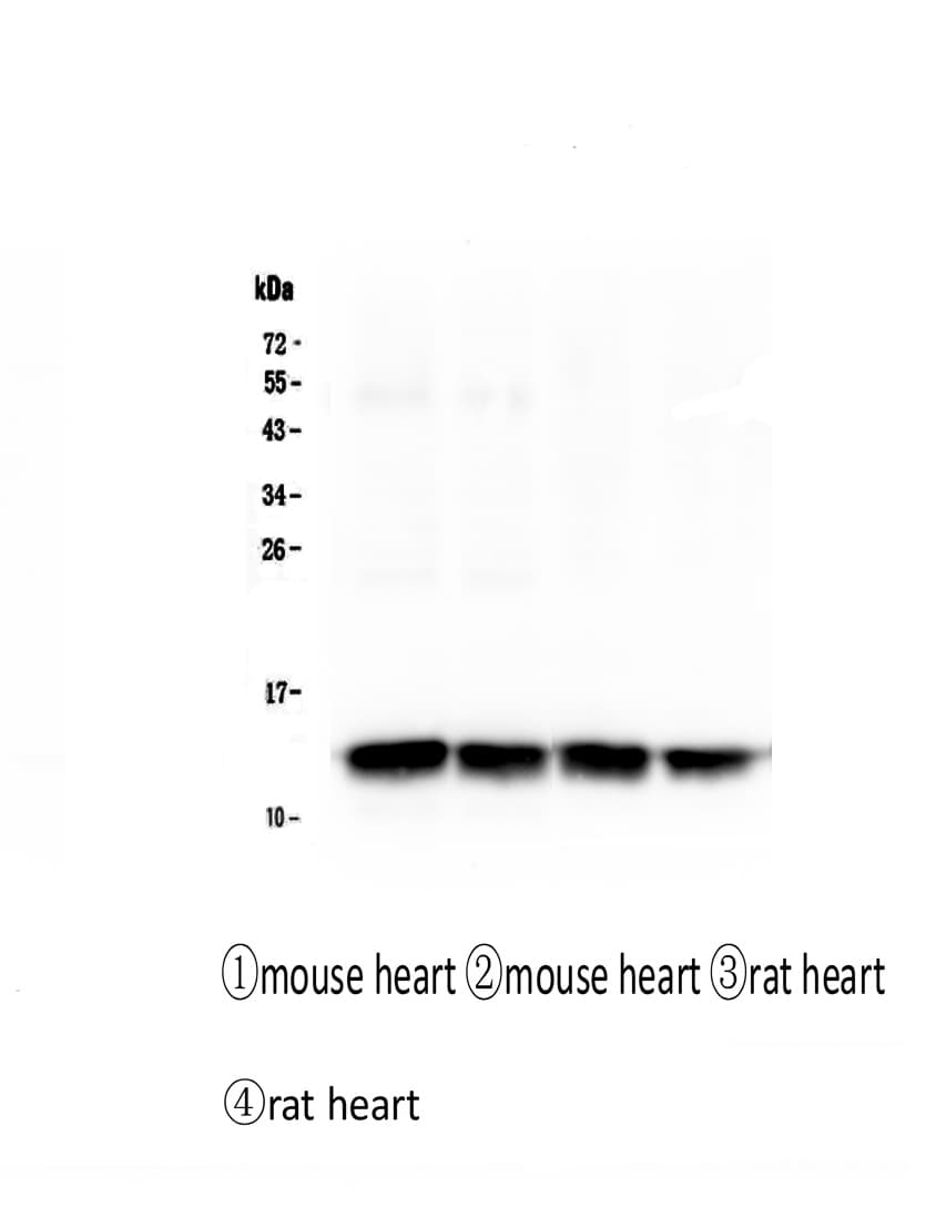 FABP3 / H-FABP Antibody