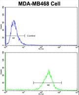 PRDX3 / Peroxiredoxin 3 Antibody (aa66-94)