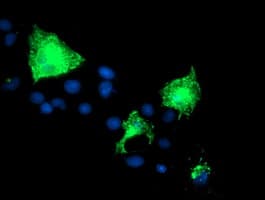 Nectin-1 / PVRL1 Antibody (clone OTI6F8)