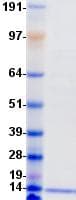 Mouse PATE4 Protein (Recombinant DDK (Flag)-His, C-terminus)