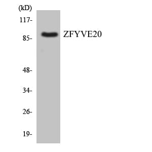 Polyclonal Rabbit anti-Human RBSN / Rabenosyn 5 Antibody (aa129-178, WB)
