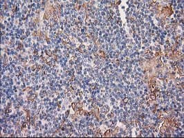 CDCP1 Antibody (clone 2B8, Carrier-free)
