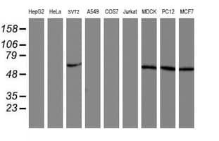 AKT1 Antibody (clone OTI1G5, Carrier-free)