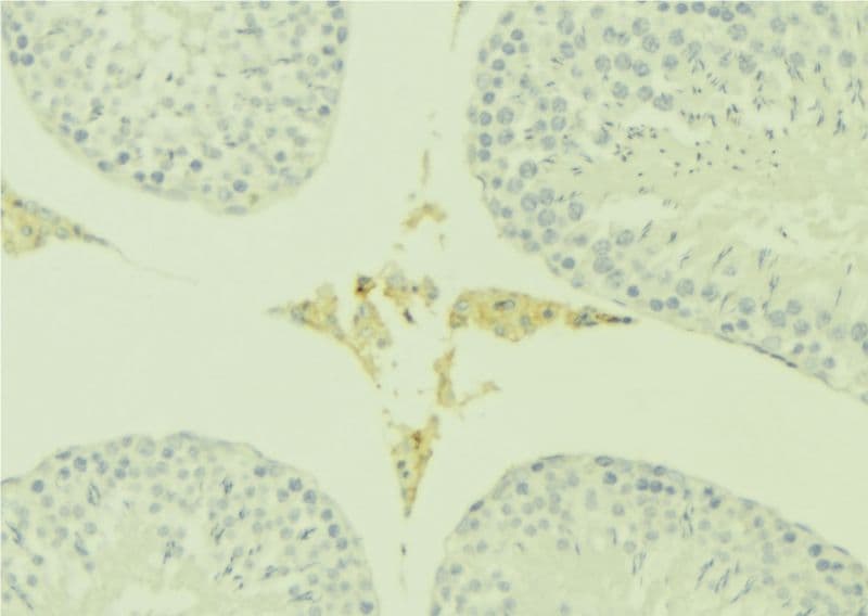 PATE3 Antibody