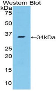 NUP205 Antibody (aa1735-2000, Biotin)