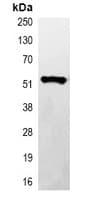 His Tag Antibody