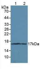 MAP1LC3A / LC3A Antibody