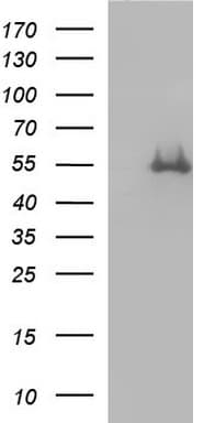 FGG / Fibrinogen Gamma Antibody (clone OTI5C9, Carrier-free)
