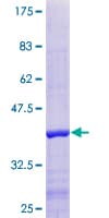 Human INIP / C9orf80 Protein (Recombinant GST)