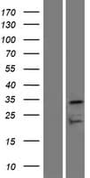 OR7D4 Protein (Over-Expression Lysate Myc-DDK (Flag))