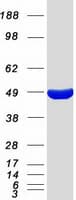 Human C9orf41 Protein (Recombinant Myc-DDK (Flag))
