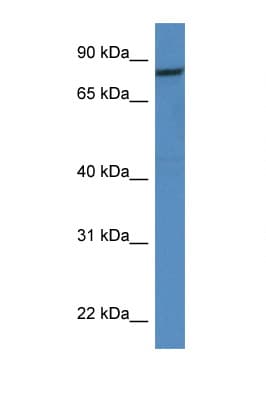 CAPN1 / Calpain 1 Antibody (aa300-349)
