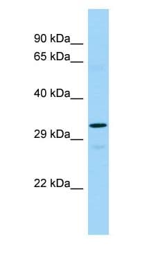 TAAR2 / GPR58 Antibody (aa203-252)