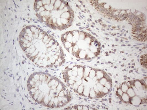 BTG2 Antibody (clone OTI4C10)